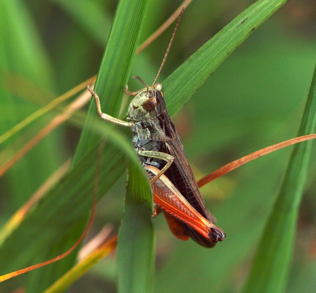 Acrididae